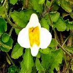 Mazus alpinus Flower