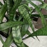 Sansevieria stuckyi Hoja