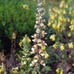 Digitalis lanata Flower