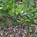 Coriaria myrtifolia Blad