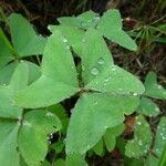 Oxalis latifolia Blad