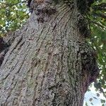 Tilia × europaea Bark