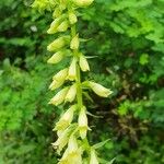 Digitalis luteaFlower