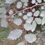 Zelkova sicula List