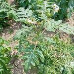 Solanum sisymbriifolium Feuille