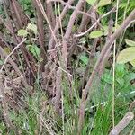 Fothergilla gardenii Hábito