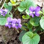 Viola × melissifolia Flower