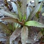 Lobelia cardinalis Leaf