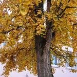 Ginkgo biloba Habit