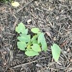 Colocasia esculentaYaprak