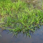 Sparganium emersum Habitat