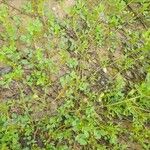 Medicago murex ശീലം