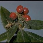Arctostaphylos tomentosa Φρούτο