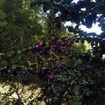 Rhaphithamnus spinosus Fruto