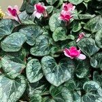 Cyclamen spp. Habitus