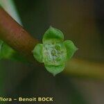 Ludwigia palustris Other