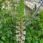 Acanthus mollis花