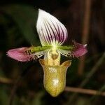 Paphiopedilum acmodontum Květ