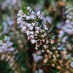 Erica vagans Kukka