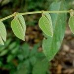 Callerya dasyphylla 葉