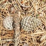 Pinus nigra Fruit