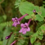 Didymocarpus cinereus Flor