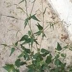 Boerhavia erecta Blatt