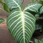 Caladium lindenii Leaf