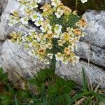 Saxifraga squarrosa Floare