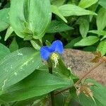 Commelina communis Flower