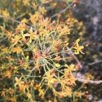 Hypericum triquetrifolium Çiçek