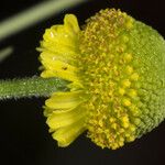 Helenium puberulum Цветок
