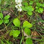 Pyrola elliptica Лист