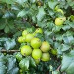 Malus sylvestris Плод