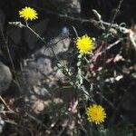 Crepis micrantha برگ