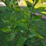 Citrus latifolia Fruit