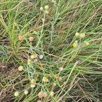 Nidorella aegyptiaca Flower