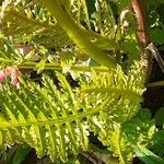 Pedicularis rostratospicata 葉