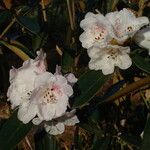 Rhododendron lanatum 花