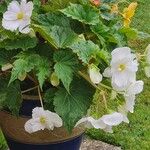 Begonia grandisFleur