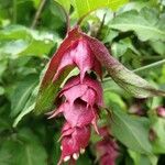 Leycesteria formosaFlower