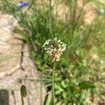 Plantago argentea Fula