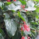 Begonia coccineaKukka