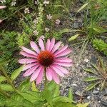 Echinacea angustifolia 花