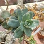 Echeveria bicolor Levél