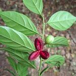 Casearia coronata 果實