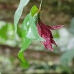 Psychotria suterella Flor