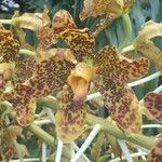 Grammatophyllum speciosum Flower