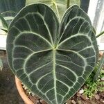 Anthurium clarinervium List