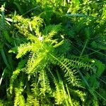 Achillea nobilis 葉